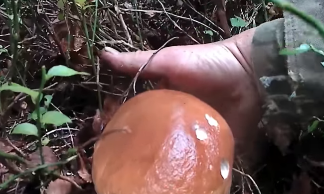 Грибники, фото: кадр из видео