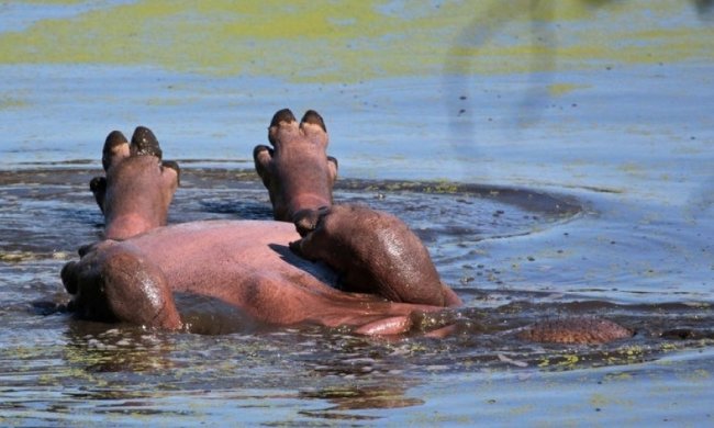 Фото бегемота, який відпочиває, підірвали мережу