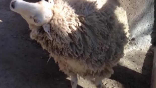 Як вівця вимагала у перехожих почухати її (відео)