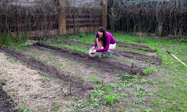 Коли садити картоплю, скріншот із відео