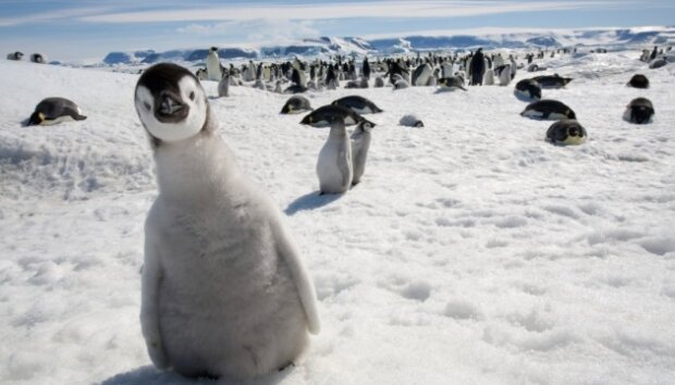 Експедиція до пінгвінів. Фото: УНІАН