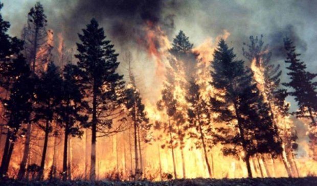 В России сгорело почти 270 гектаров леса