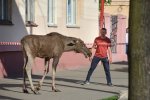 Велетенський звір, який загинув на подвір'ї львів'ян, не на жарт зацікавив зоологів: відео
