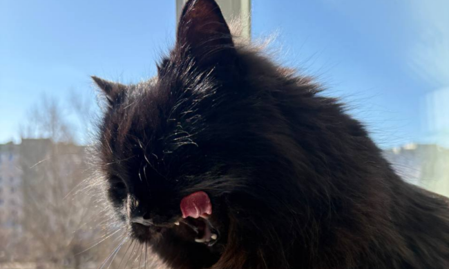 Котик, фото: Знай.ua