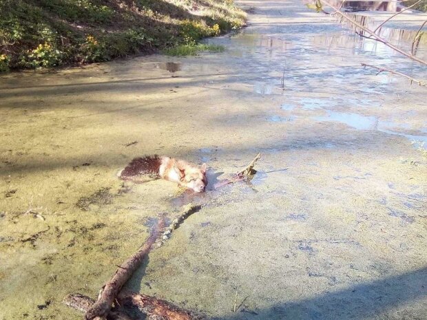 Собака тонула в болоте, фото Perepichka News