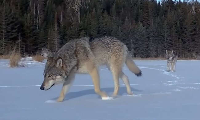 Вовки: фото скрін Ютуб
