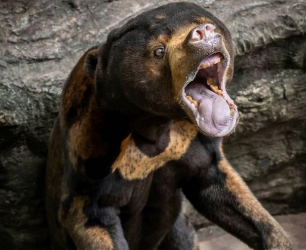 Спиленные зубы, торчащие ребра, а шерсть выпадает клочками: в сети показали зоопарк-концлагерь