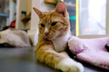 Страшна жорстокість: живодер перетворив невинну тваринку на криваве місиво