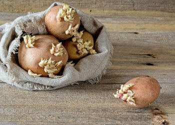 проросла картошка, фото из свободных источников