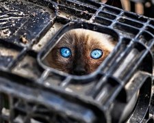 Пригоди котів-ніндзя у звичайній квартирі (фото)