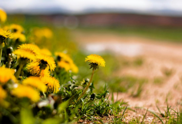 Кульбаби, зображення з вільних джерел