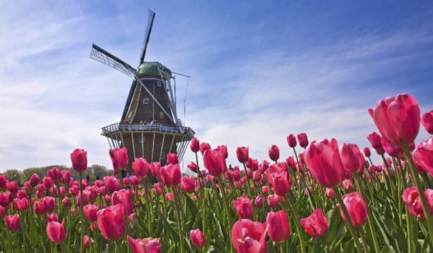  Под санкции России попали цветы из Нидерландов