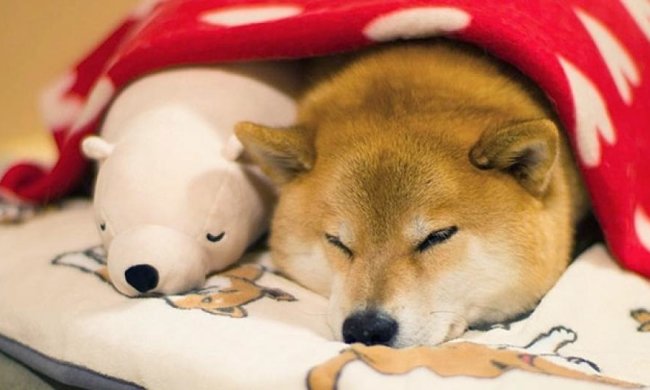 Милая собака спит вместе со своей плюшевой игрушкой (фото)