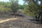 Запорізька Січ у вогні: заповідник Хортиця намагалися знищити