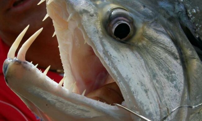 Риба-мутант з людськими зубами ледь не проковтнула дитину: фото