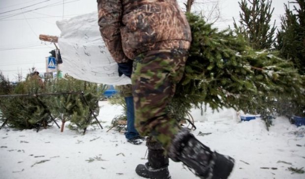 Продавец елок в Киеве торговал оружием (фото)