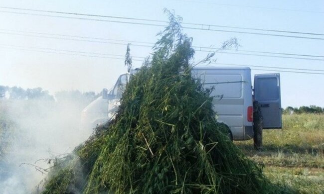 У зоні АТО "загубилася" плантація конопель у півгектара