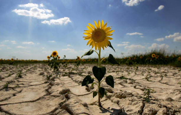 Засуха в Украине, фото: Ukrainianwall.com