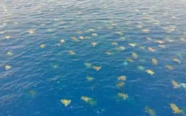 миграция зеленых черепах, скрин с видео