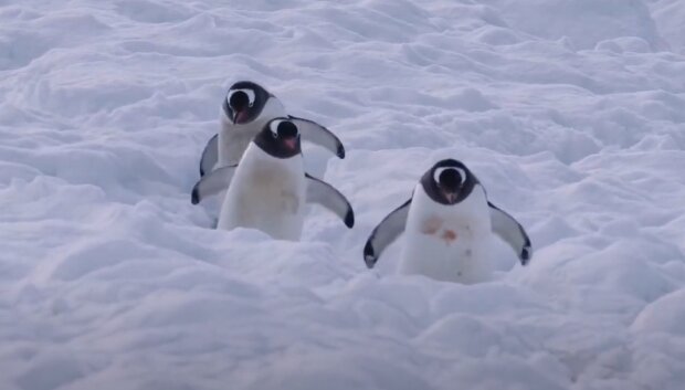 Пінгвіни, скріншот: Youtube