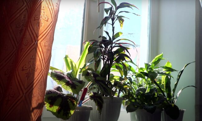 Комнатные растения. Фото: скрин youtube