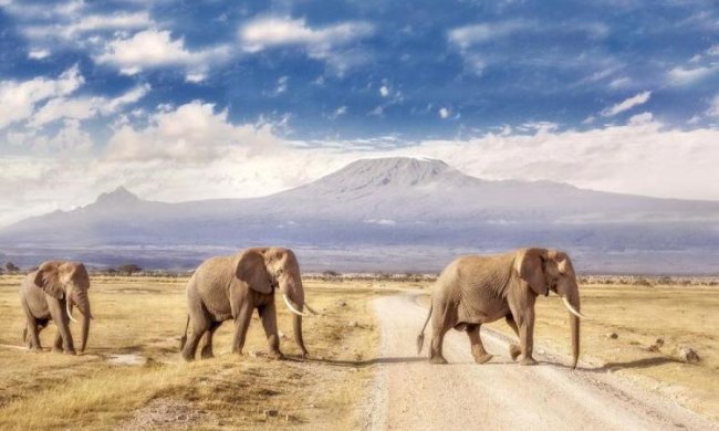 Вчені підрахували, скільки рослин "садять" слони