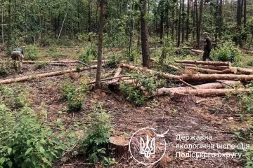 незаконная вырубка деревьев
