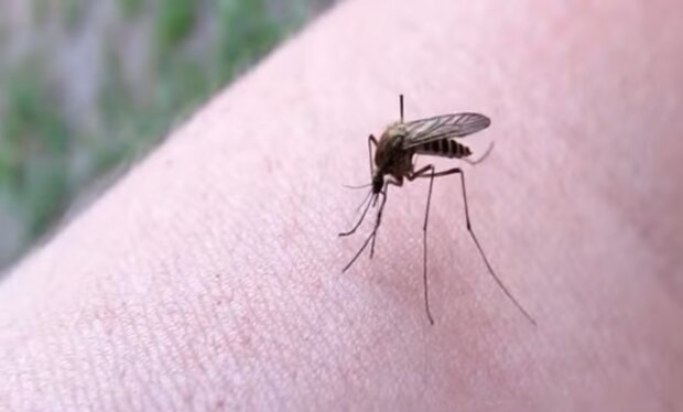 Комарі, скріншот: YouTube