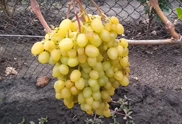 Уход за виноградом, скриншот с видео