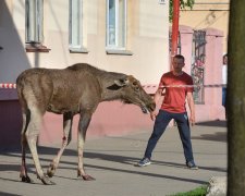 Огромный зверь, который погиб на дворе львовян не на шутку заинтересовал зоологов: видео