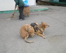 Російські депутати знайшли застосування бродячим псам