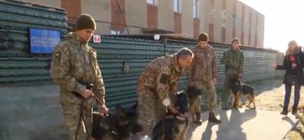 В Івано-Франківську військові дресирують собак, фото: скріншот з відео