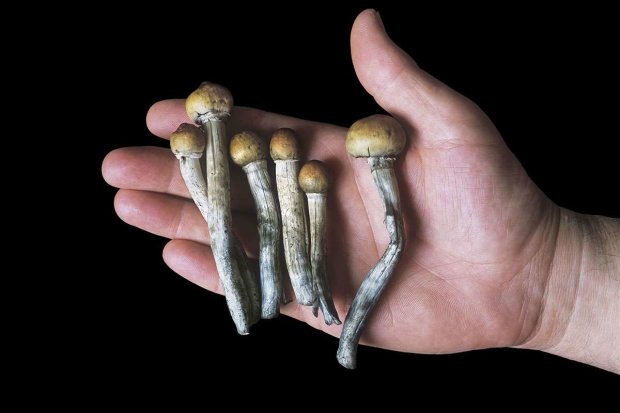 Депрессию начнут лечить "волшебными" грибами