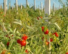 Рекордний урожай томатів згнив на херсонських полях