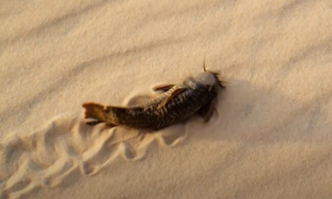 "Бігаючий" сом, скріншот: Facebook