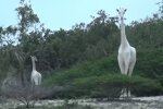 білі жирафи, скрін з відео