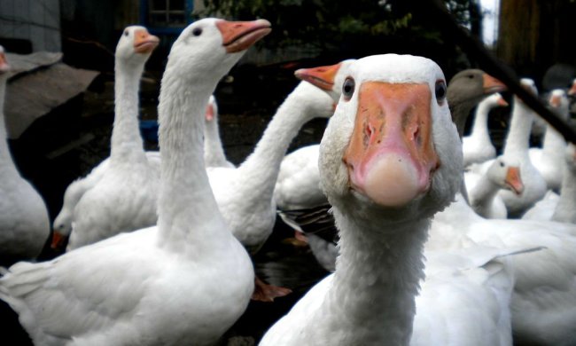 Никита Гусятник 28 сентября:что нужно сделать в этот день