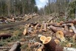 Крадений ліс вивозили фурами: на Львівщині затримали "чорних лісорубів"