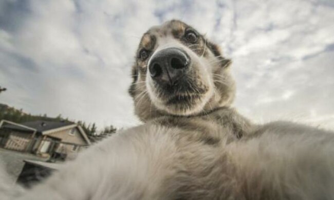 Американцы создали селфи-камеру для животных (видео)