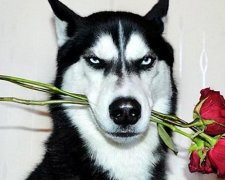 "Суворий" хаскі врятував господиню від смерті і заробив статок (фото)