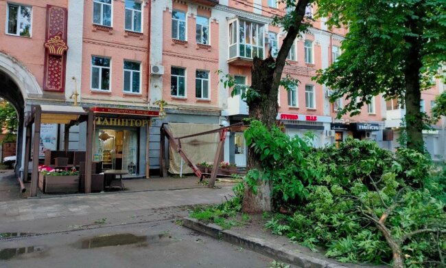 Падіння дерева в Полтаві, фото: poltava.to