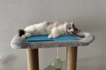Котик, зображення: Знай.ua
