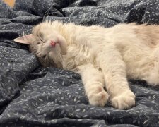 Котик у ліжку, фото: Знай.ua