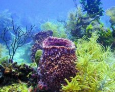 Морська губка – найстаріша істота планети
