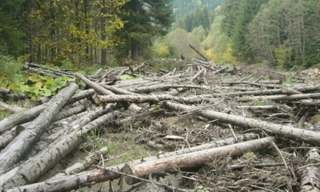 Держлісагентство здешевило електронний облік деревини
