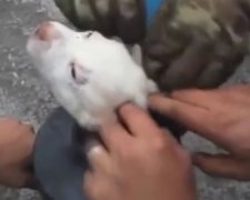 Відео порятунку цуценяти розчулило користувачів Facebook