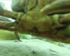 Дивовижне відео з камери, що провела рік на дні моря