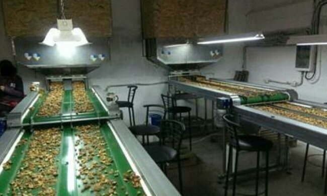 Экспортеры грецких орехов уклонились от уплаты 70 млн грн налогов