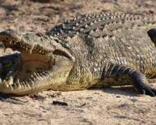 Дивись під ноги: крокодилам набридло жити в каналізації