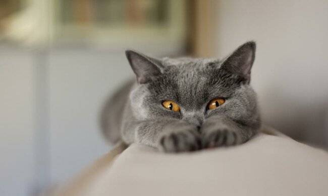 Котів відправили у віртуальну реальність заради реклами (ВІДЕО) 